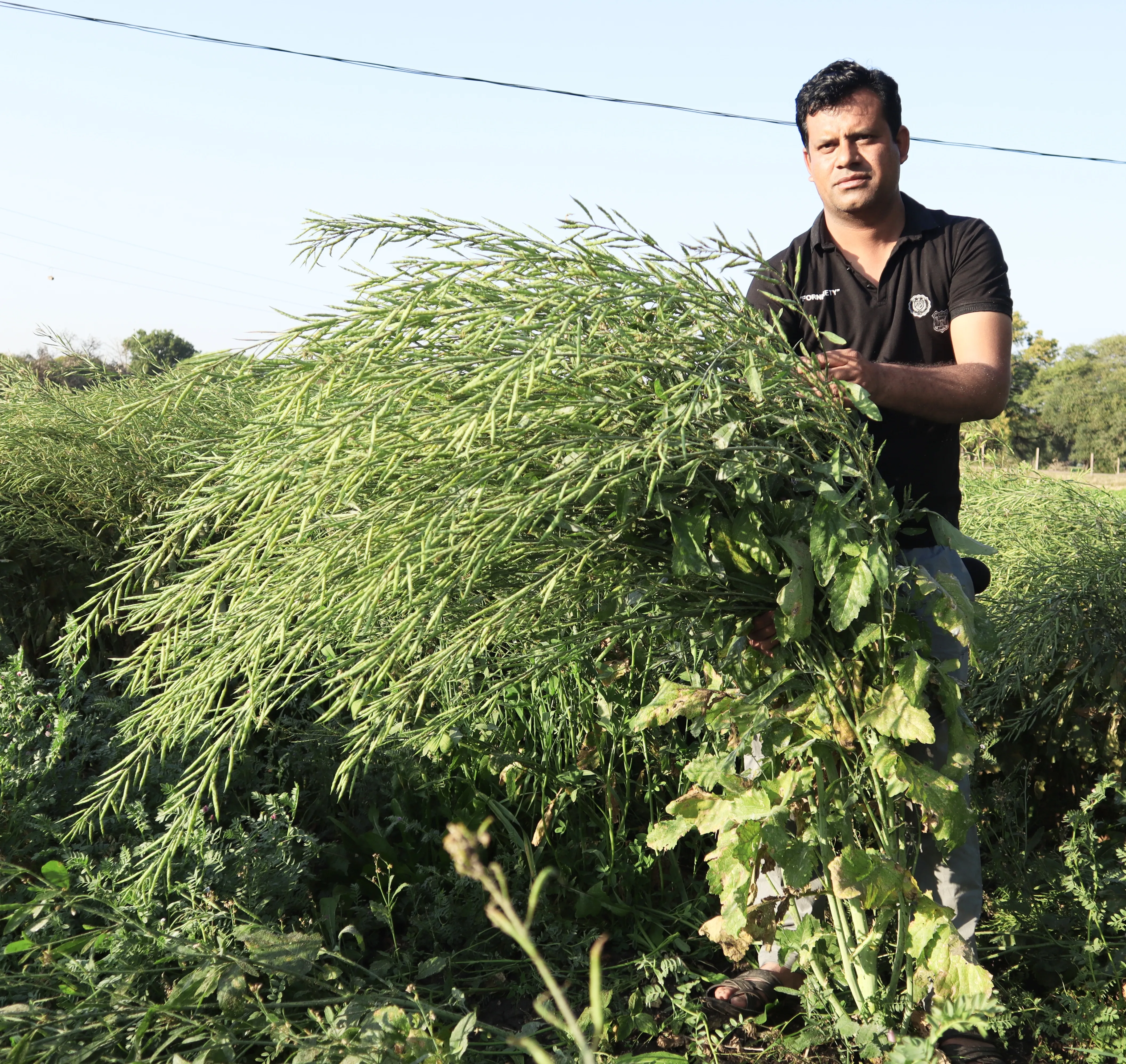 Mustard Farm